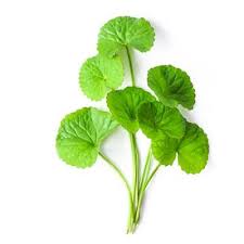 मंडूकपर्णी